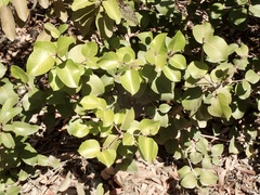 Rhus integrifolia × ovata