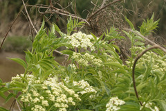Sambucus australis