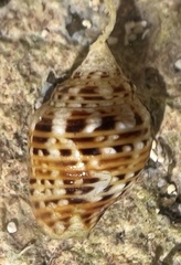 Columbella mercatoria