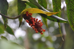 Anthurium cucullispathum