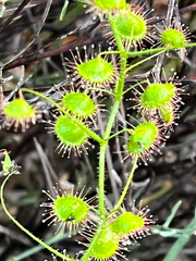 Drosera macrantha