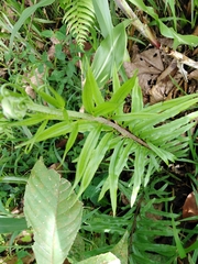 Pityrogramma trifoliata