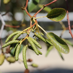 Alnus rhombifolia