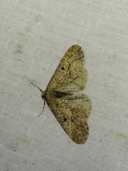 Erannis defoliaria