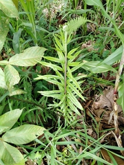 Pityrogramma trifoliata