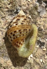 Columbella mercatoria