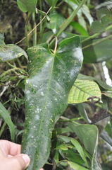 Anthurium cucullispathum