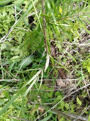 Pityrogramma trifoliata