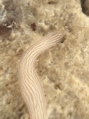 Baseodiscus delineatus