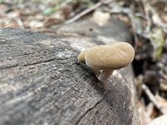 Simocybe