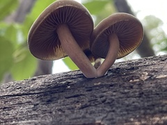 Simocybe