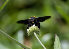 Xylocopa aestuans
