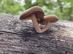 Simocybe