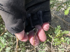 Kallstroemia californica