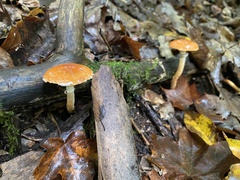 Leratiomyces squamosus thraustus