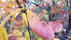 Eriophyes emarginatae