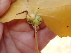 Pemphigus populicaulis