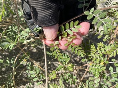 Kallstroemia californica