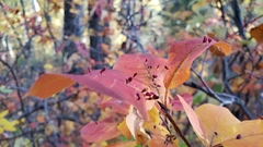 Eriophyes emarginatae