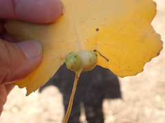 Pemphigus populicaulis