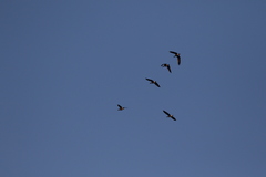Branta hutchinsii