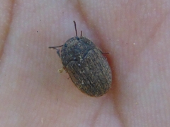 Opatrini