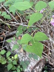 Phaseolus polystachios