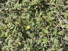 Kallstroemia californica