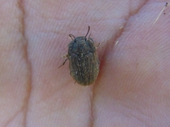 Opatrini