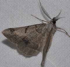 Itame vincularia