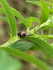 Clastoptera obtusa