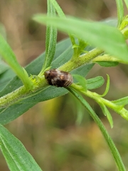 Clastoptera obtusa