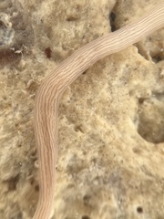 Baseodiscus delineatus