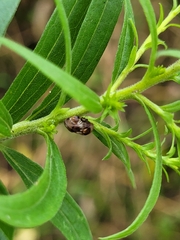 Clastoptera obtusa