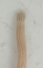 Baseodiscus delineatus