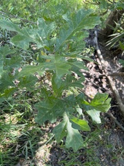 Quercus sinuata