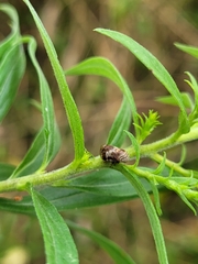 Clastoptera obtusa