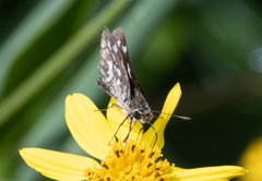 Taractrocera ardonia