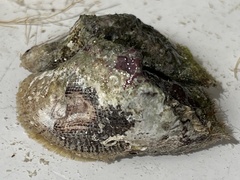 Lamarcka imbricata