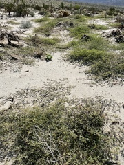 Kallstroemia californica