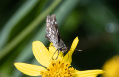 Taractrocera ardonia