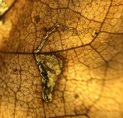 Ectoedemia clemensella