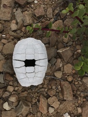 Stigmochelys pardalis