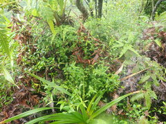 Alyxia stellata