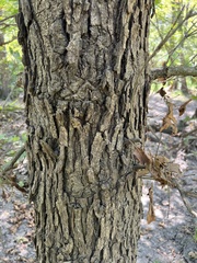 Quercus sinuata