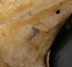 Ectoedemia clemensella