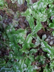 Conocephalum conicum