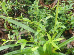 Alyxia stellata