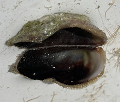 Lamarcka imbricata