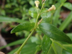 Alyxia stellata